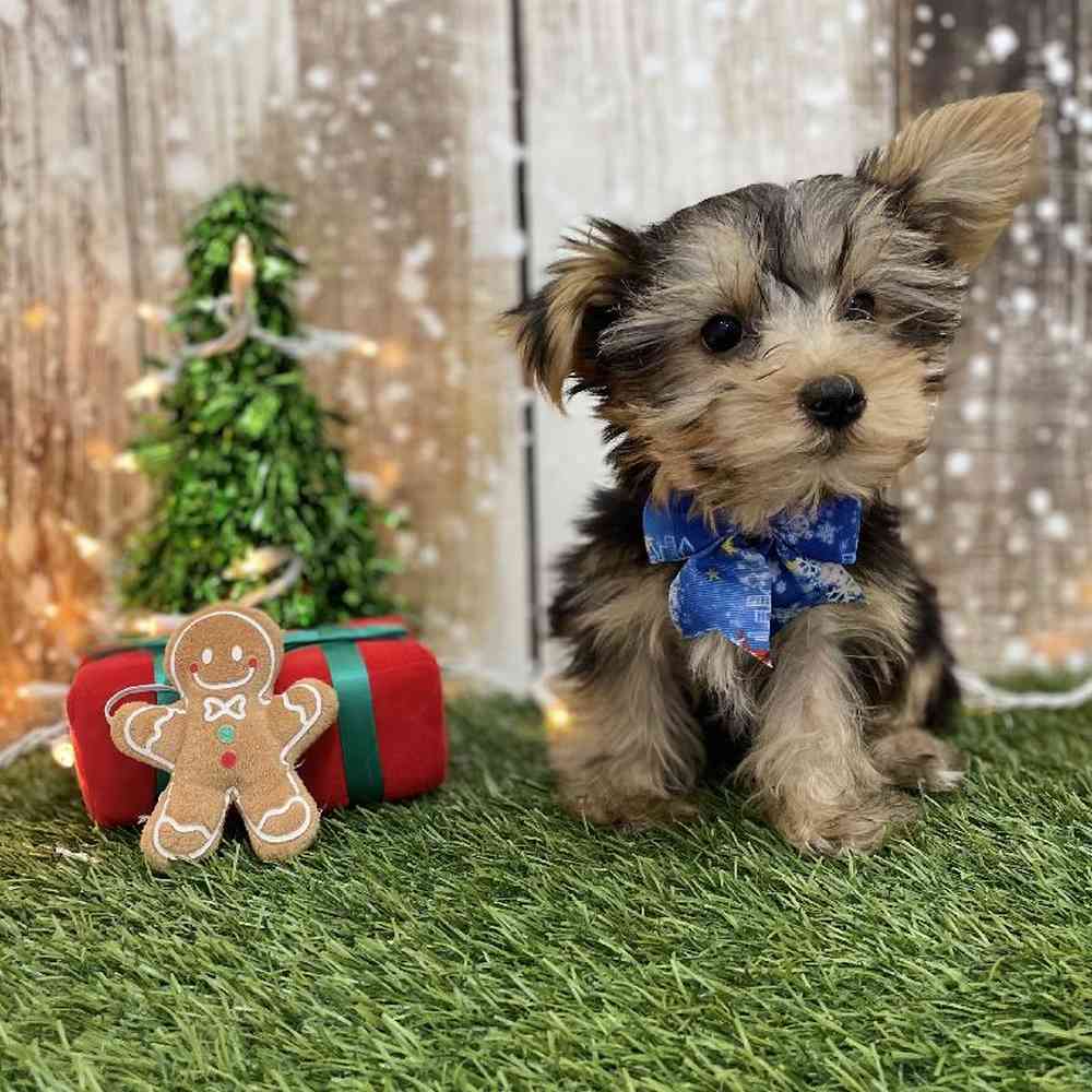 Male Yorkshire Terrier Puppy for Sale in Braintree, MA