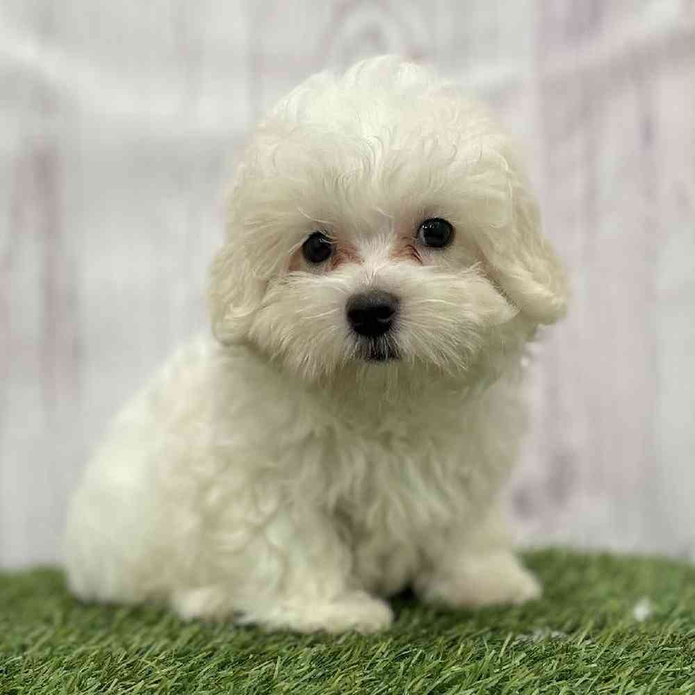 Male Malti-Poo Puppy for Sale in Braintree, MA