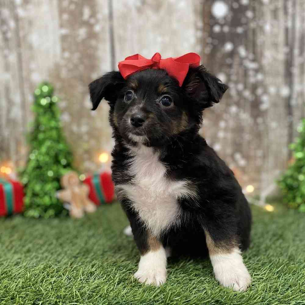 Female Miniature Australian Shepherd Puppy for Sale in Braintree, MA