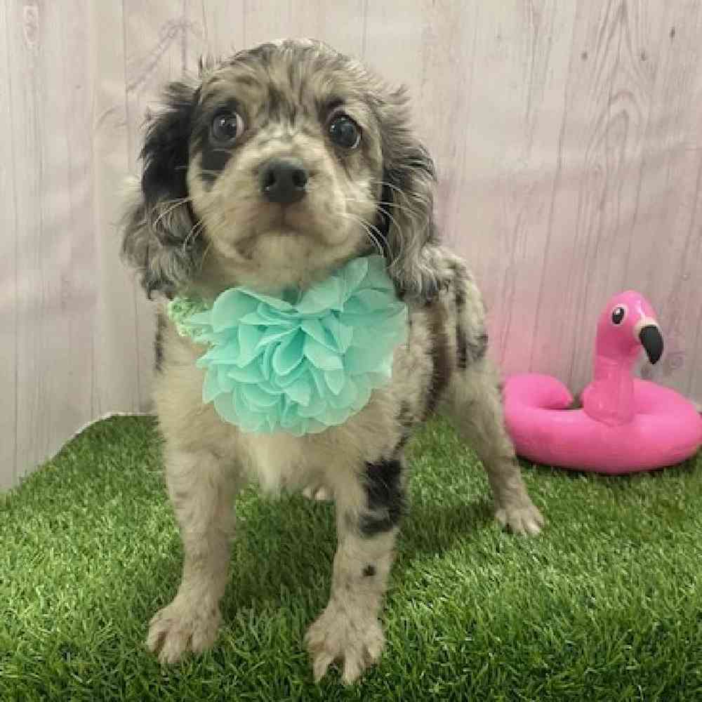 Female Coton Poodle Puppy for Sale in Braintree, MA