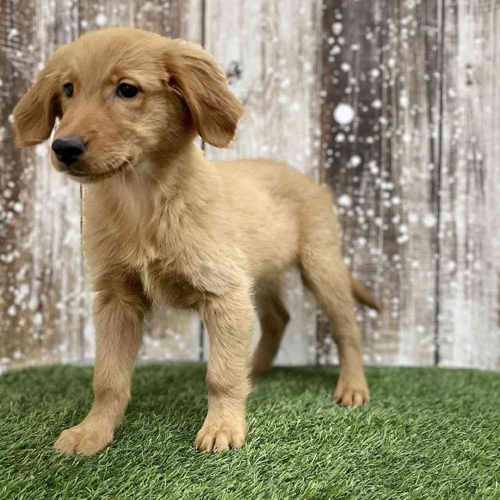 Female Golden Retriever Puppy for Sale in Braintree, MA