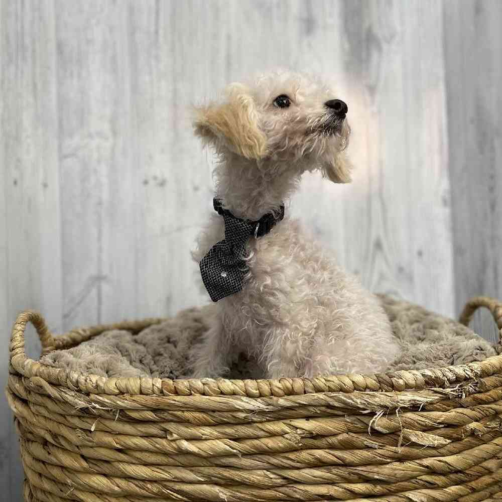 Male Poodle (MINI) Puppy for sale