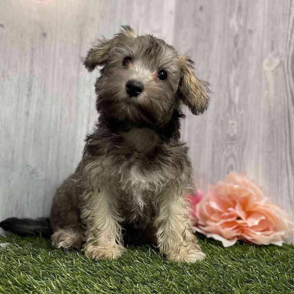 Female Hava-Schnauzer Puppy for sale
