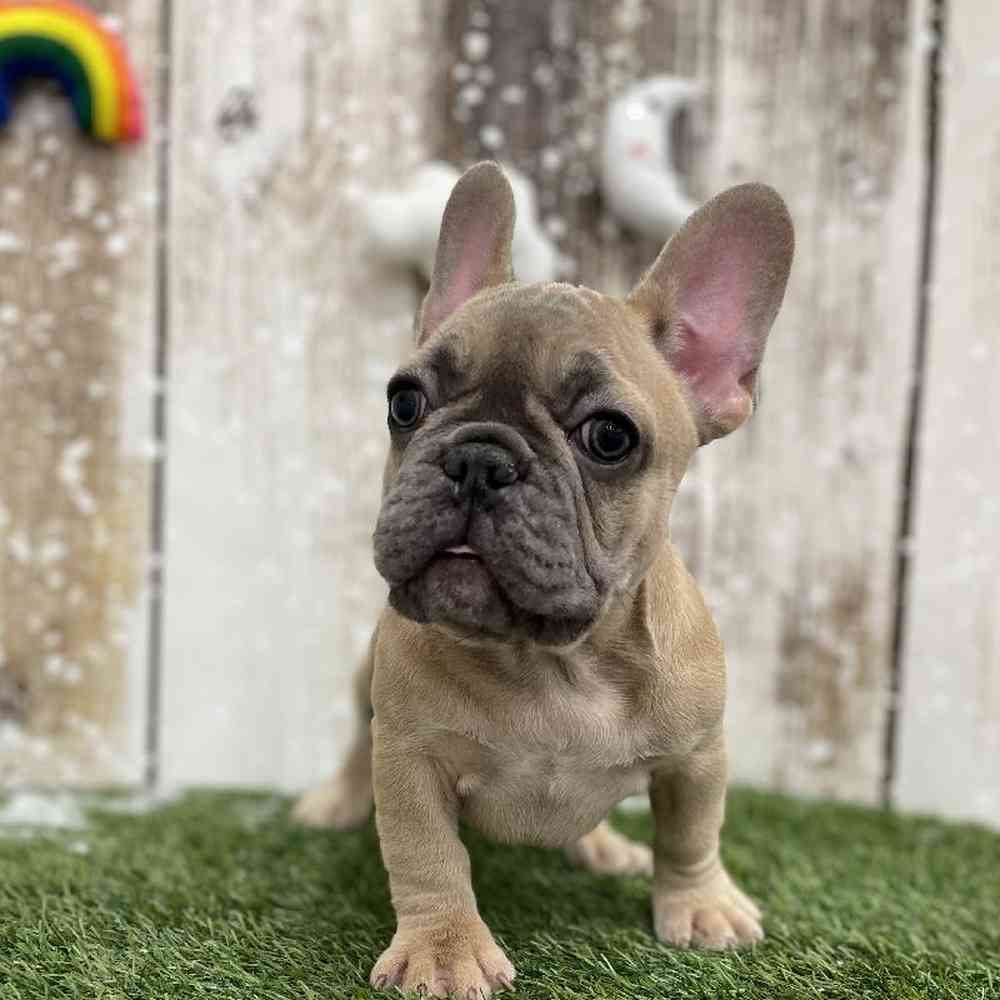 Female French Bulldog Puppy for Sale in Braintree, MA