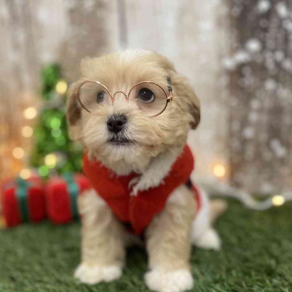 Male Malti-Poo Puppy for Sale in Braintree, MA