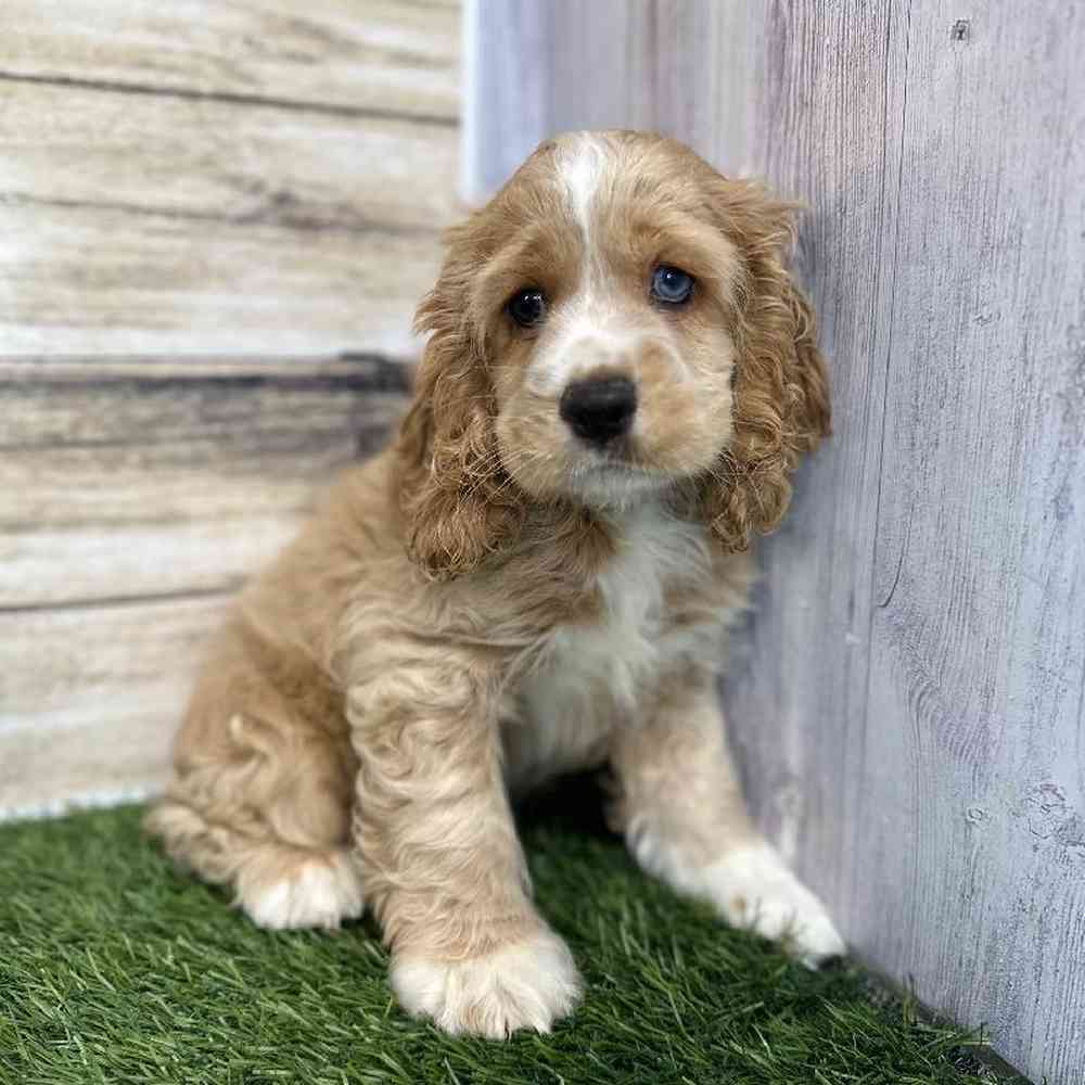 Male Cockalier Puppy for Sale in Saugus, MA