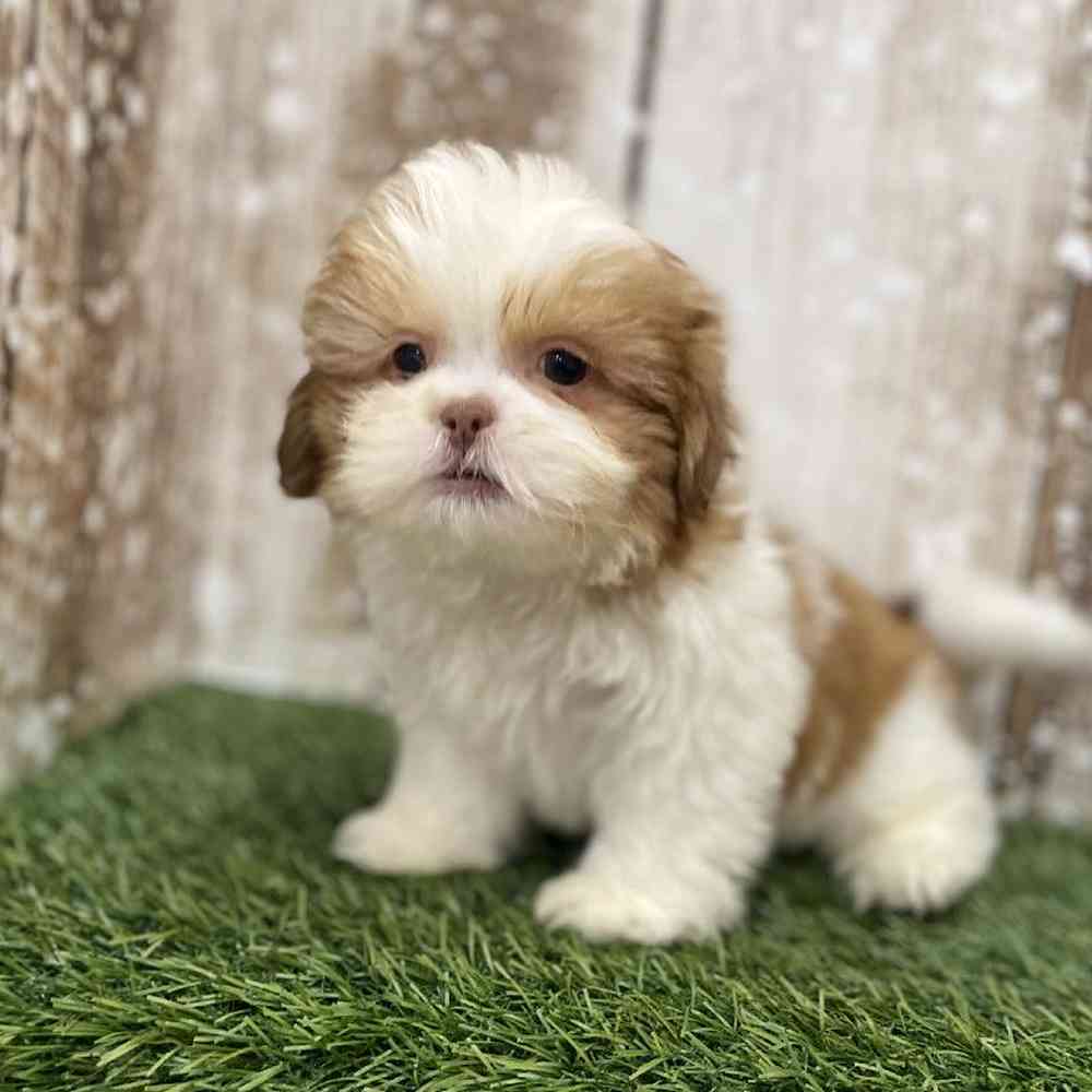 Male Shih Tzu Puppy for Sale in Braintree, MA