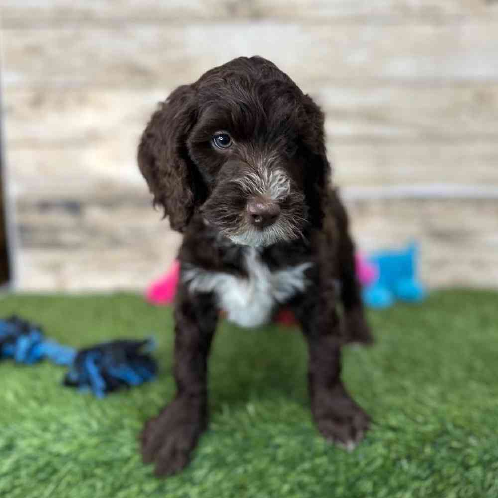 Male Mini Labradoodle 2nd Gen Puppy for Sale in Saugus, MA