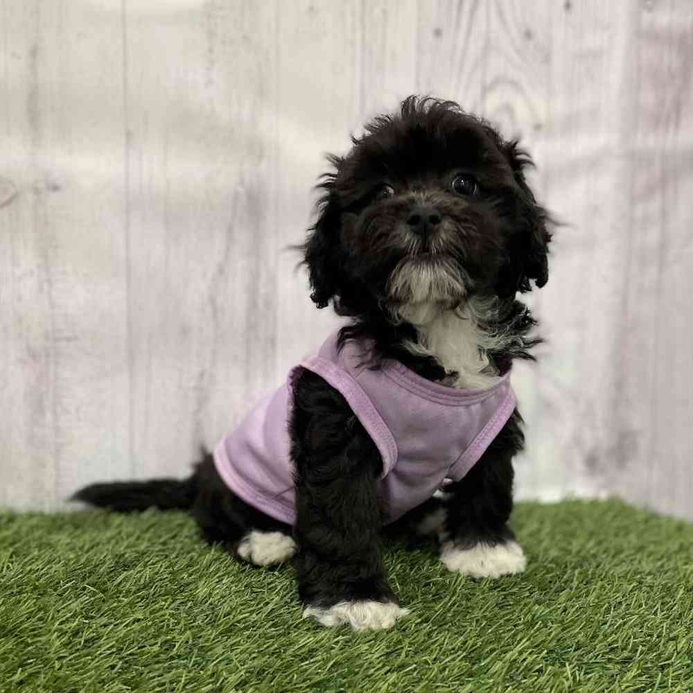 Female Lhasa-Poo Puppy for Sale in Braintree, MA