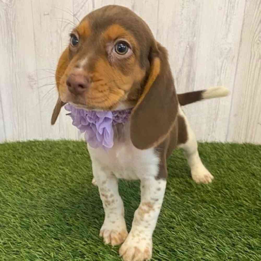 Female Beagle Puppy for sale