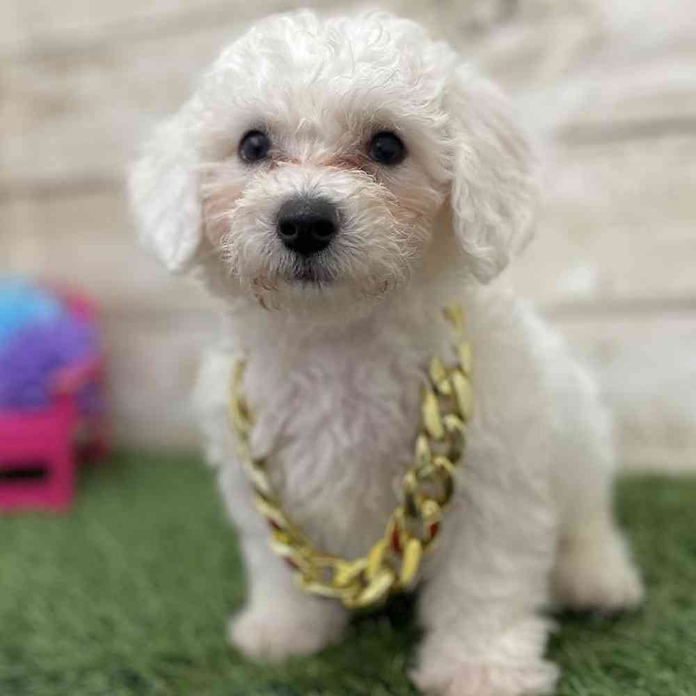 Male Bichon Frise Puppy for Sale in Braintree, MA
