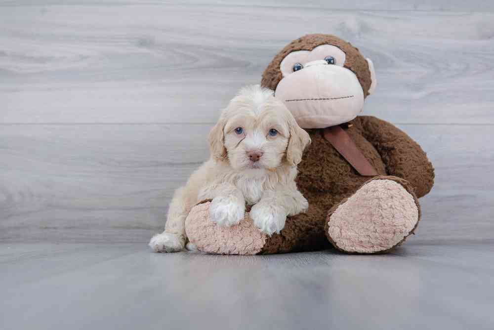 cockapoo-kareem-2297893669497091.jpg