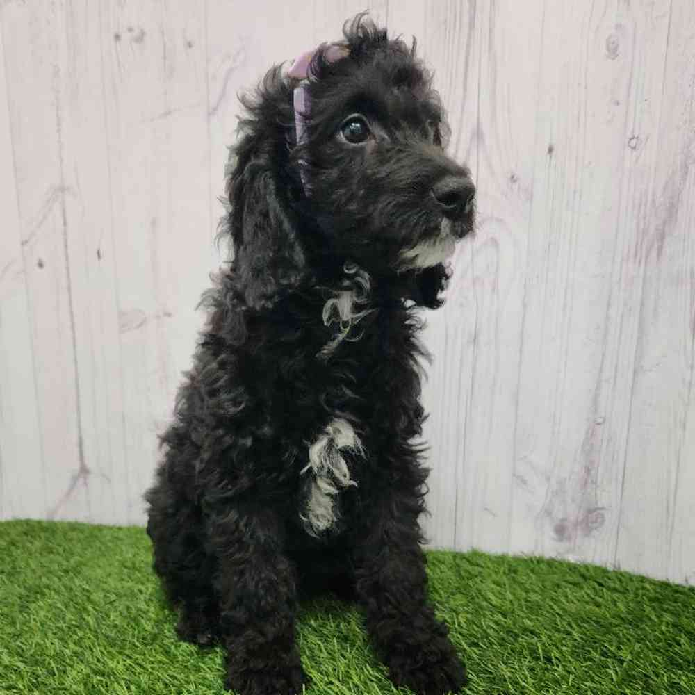 Female Mini Goldendoodle 2nd Gen Puppy for Sale in Braintree, MA