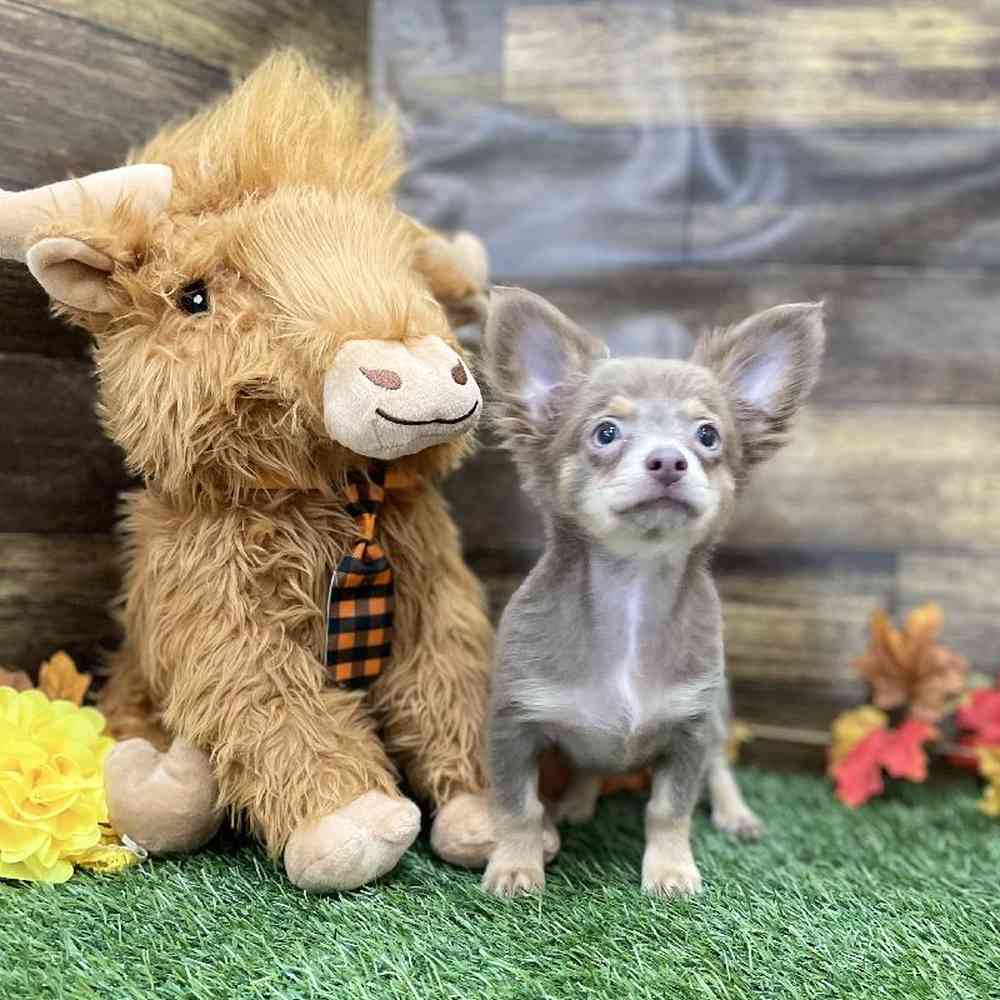 Male Chihuahua Puppy for Sale in Braintree, MA