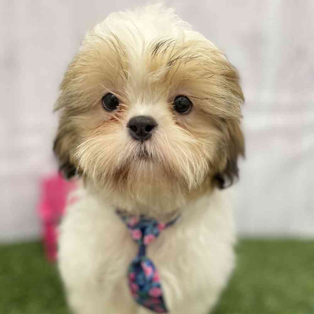 Male Shih Tzu Puppy for Sale in Braintree, MA