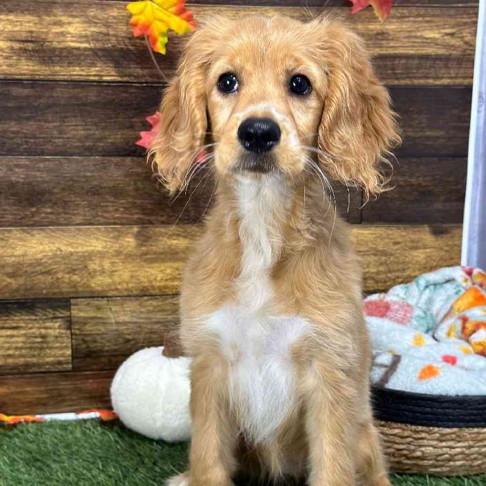 Female Golden Cocker Retriever Puppy for Sale in Saugus, MA