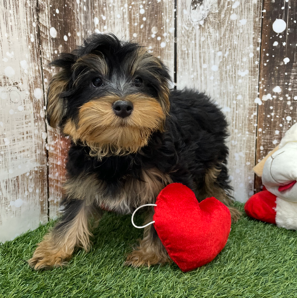 Male Yorkshire Terrier Puppy for Sale in Braintree, MA