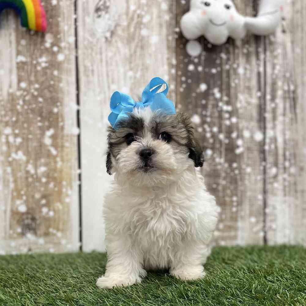 Female Teddy Bear (Zuchon) Puppy for Sale in Saugus, MA