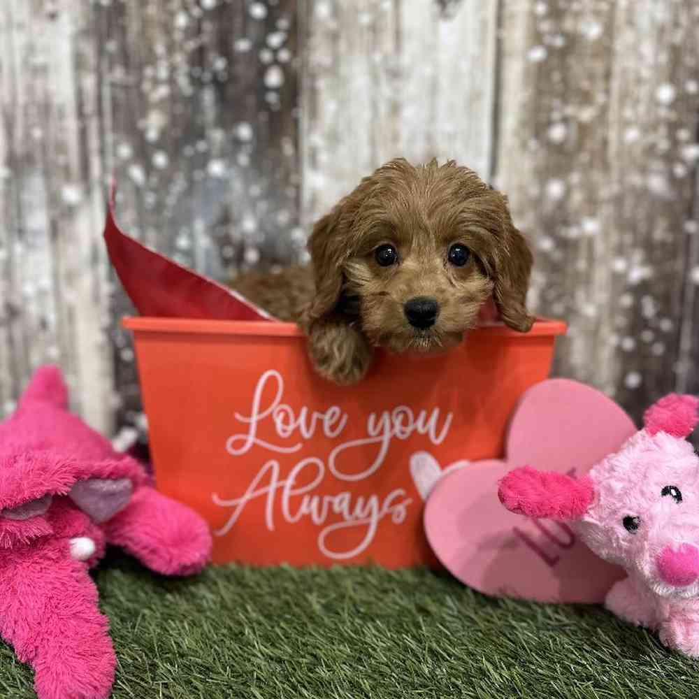 Female Mini Irishdoodle 2nd Gen Puppy for Sale in Saugus, MA