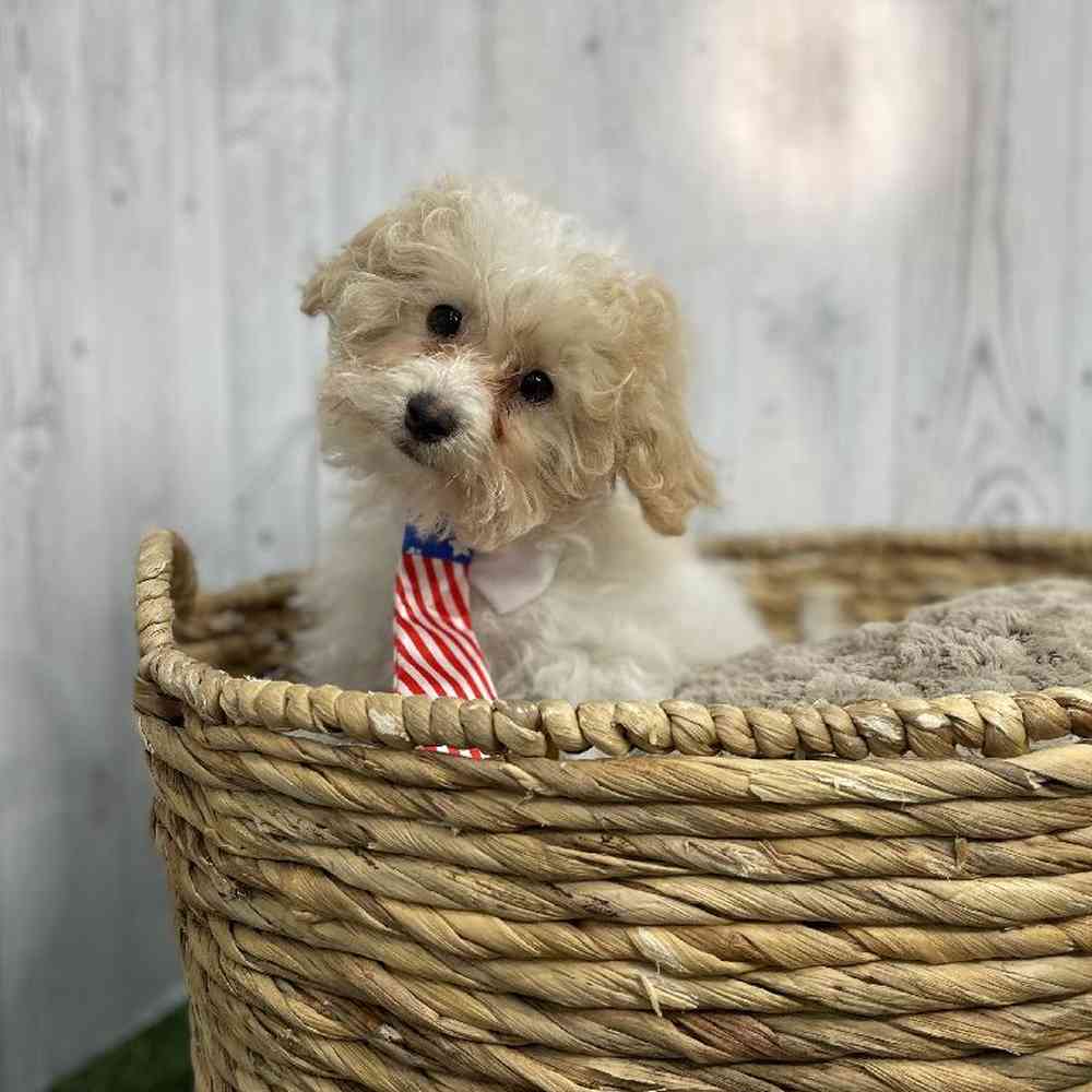 Male Bichon-Poodle Puppy for sale
