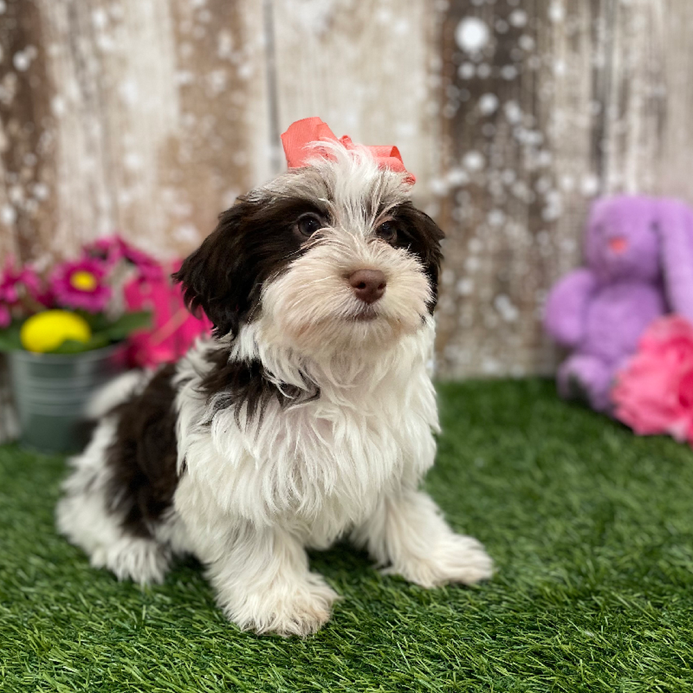 Female Havanese Puppy for Sale in Braintree, MA