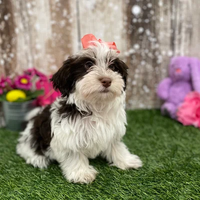 Female Havanese Puppy for Sale in Braintree, MA