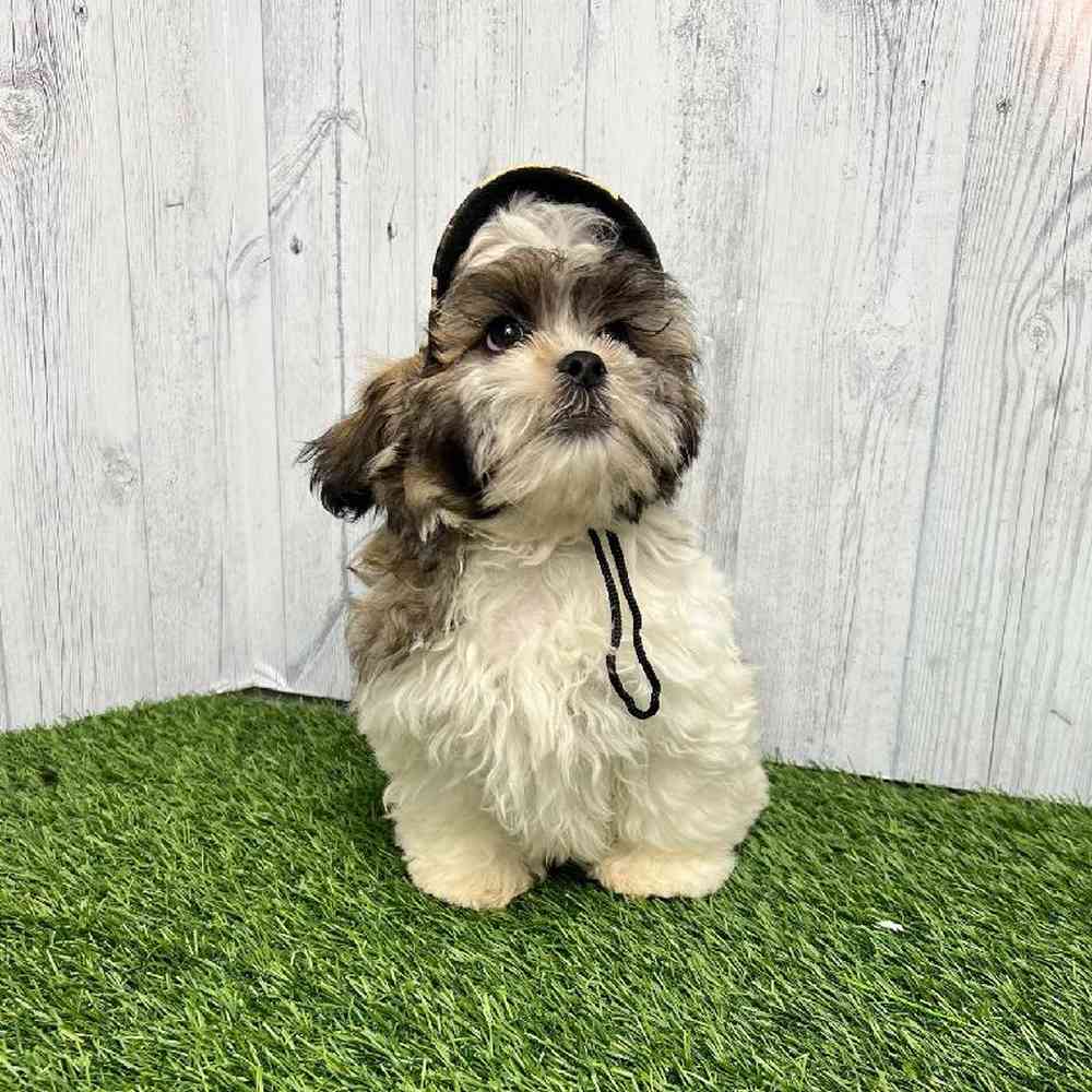 Male Malshi Puppy for sale