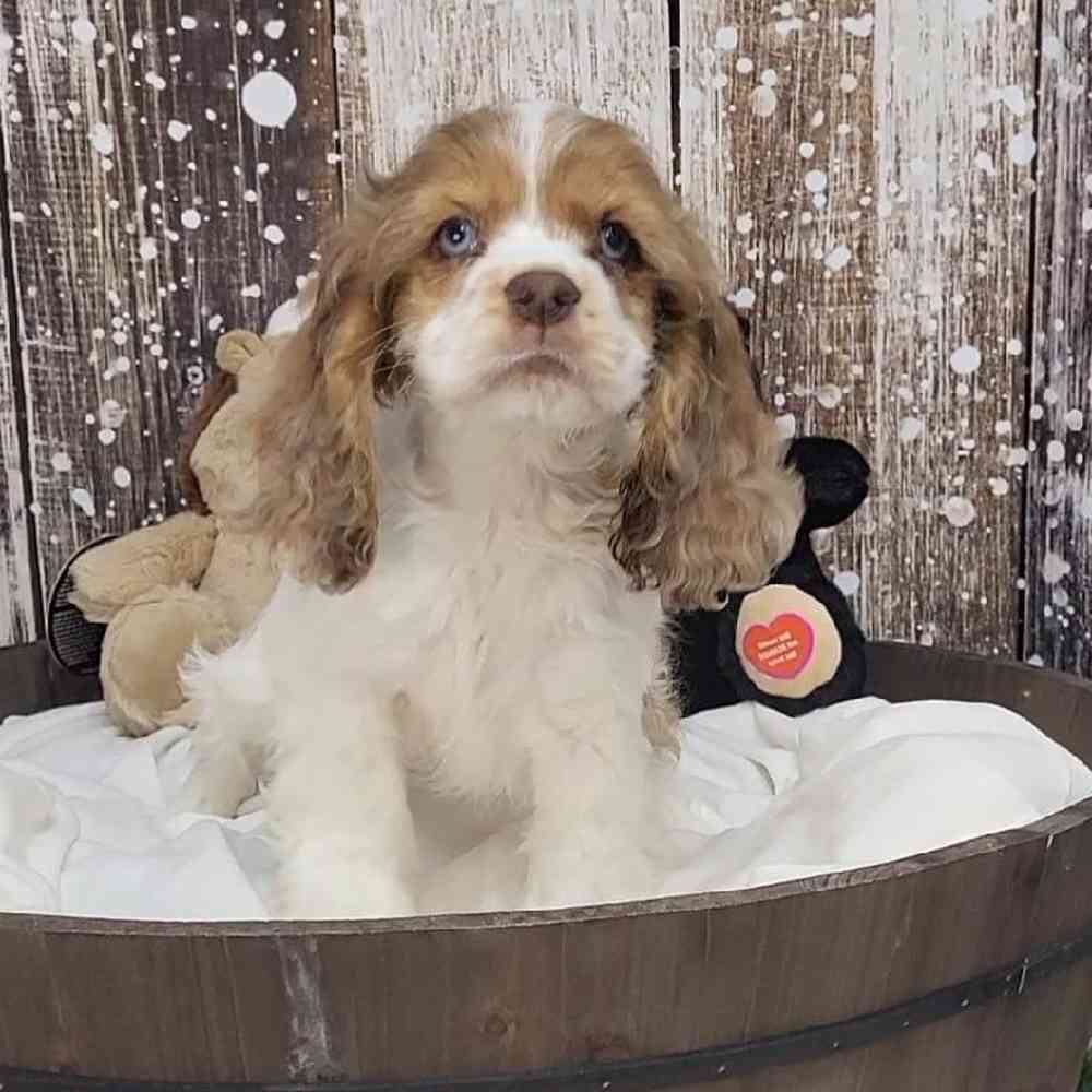 Female Cocker Spaniel Puppy for Sale in Saugus, MA