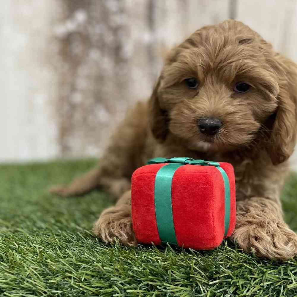 Female Cockapoo Puppy for Sale in Braintree, MA