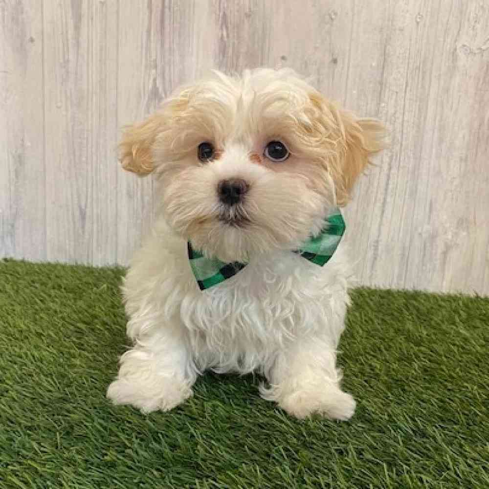 Male Malshi Puppy for sale