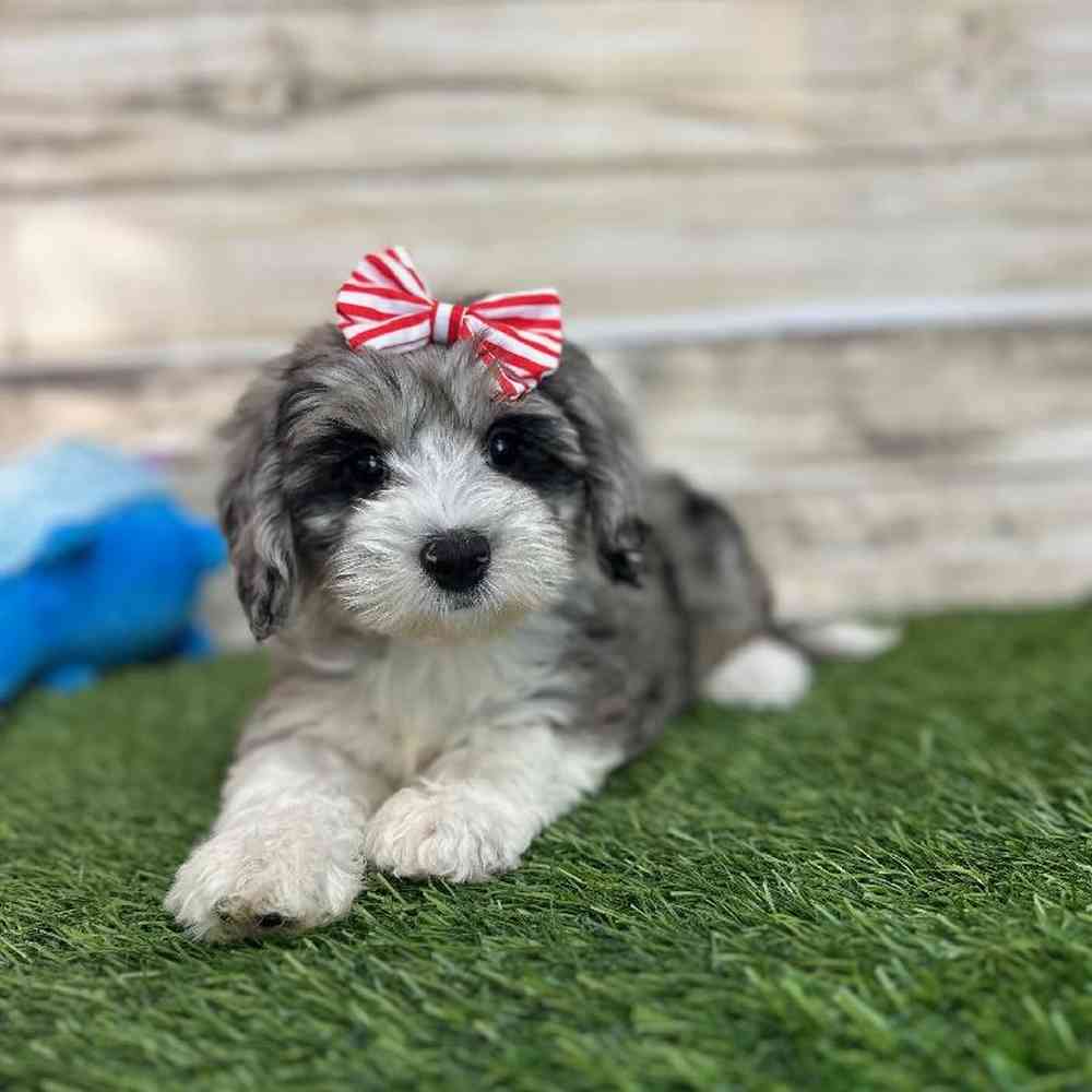 Female Mini Sheepadoodle 2nd Gen Puppy for Sale in Saugus, MA