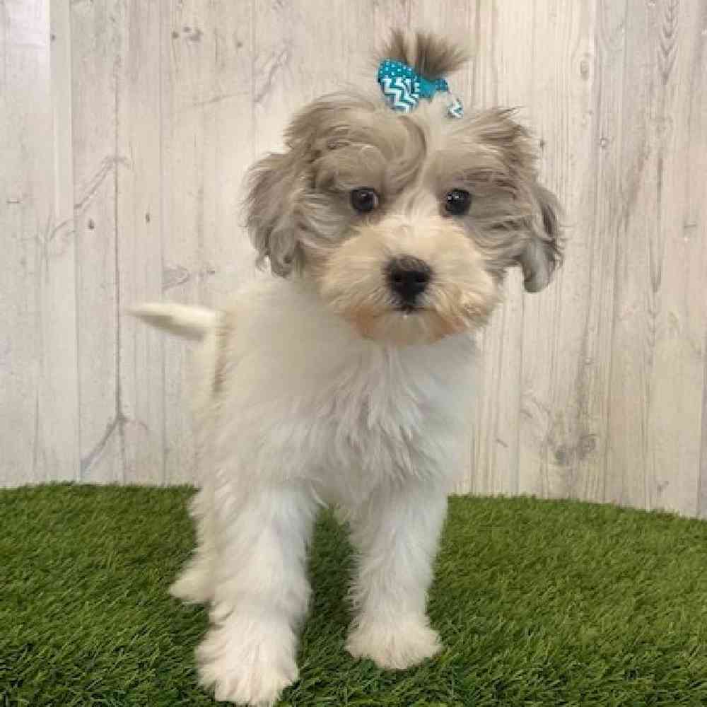 Female Shih-Poo Puppy for sale