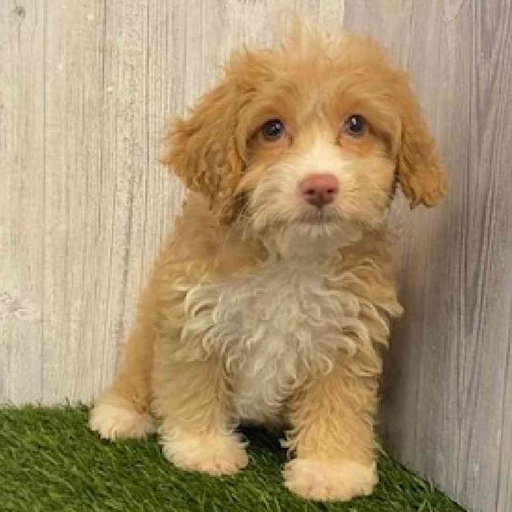 Female Cockapoo Puppy for sale