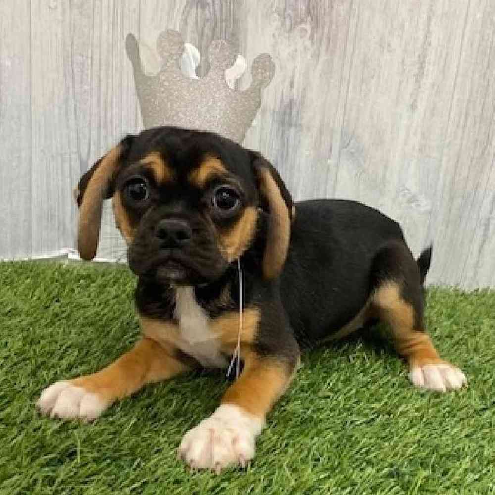 Female Puggle Puppy for Sale in Braintree, MA