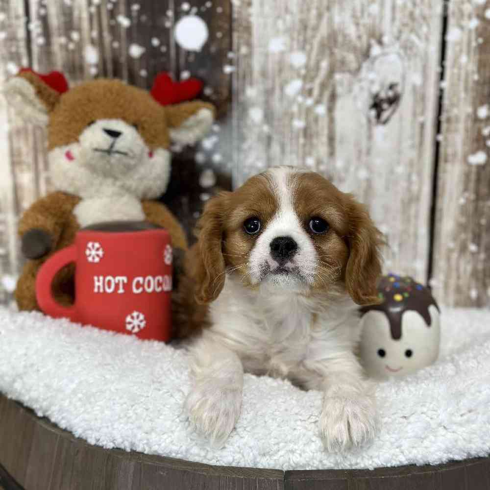 Male Cavalier King Charles Spaniel Puppy for Sale in Saugus, MA