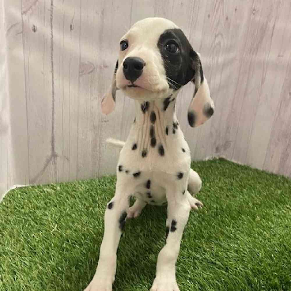 Male Dalmatian Puppy for Sale in Braintree, MA