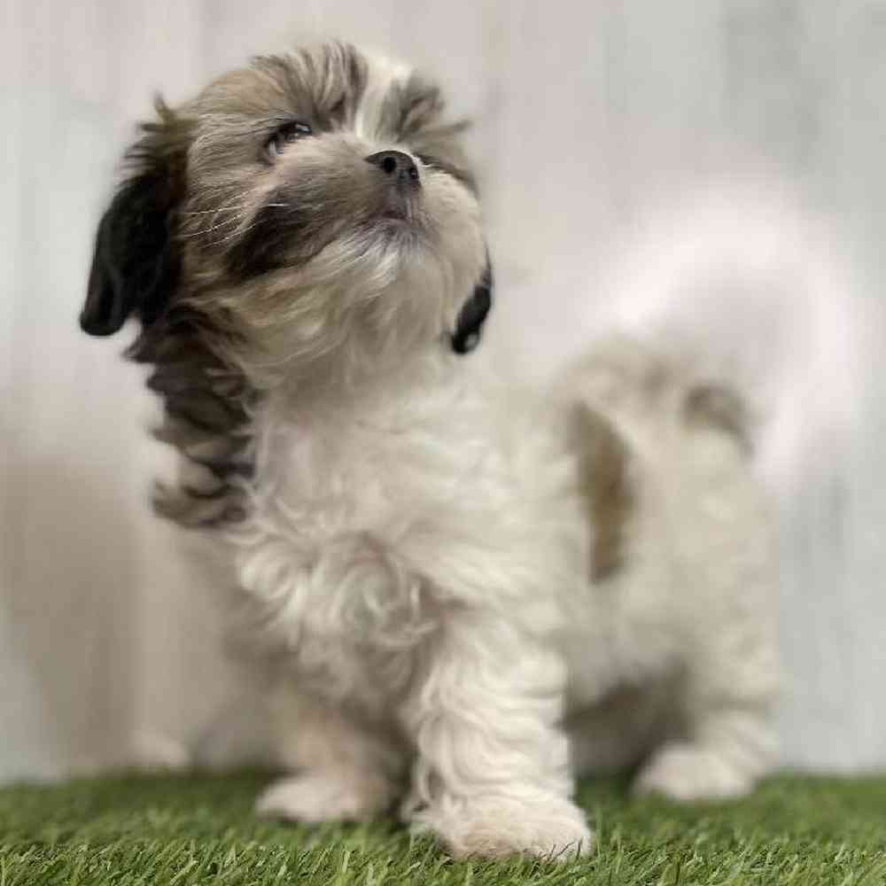 Female Teddy Bear (Zuchon) Puppy for sale