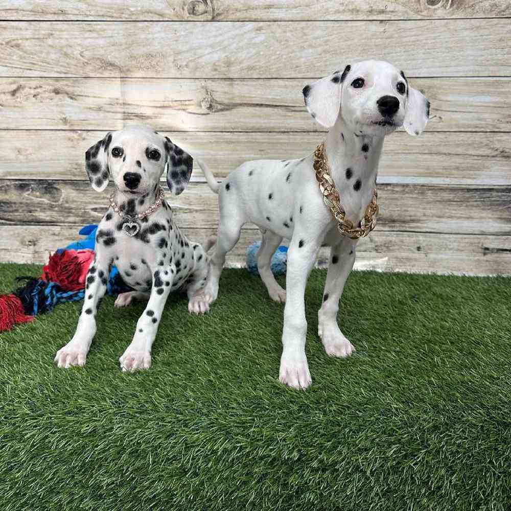 Female Dalmatian Puppy for Sale in Saugus, MA