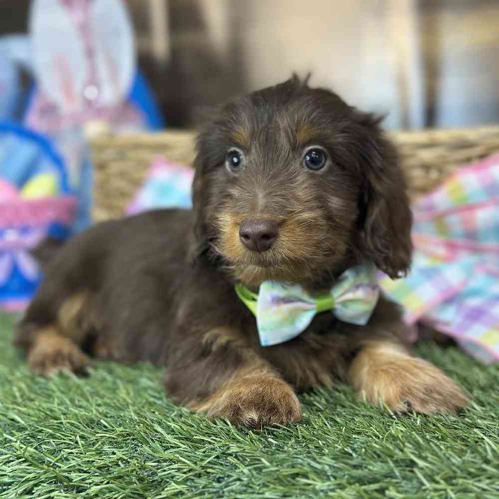 Male Dachshund Puppy for Sale in Saugus, MA