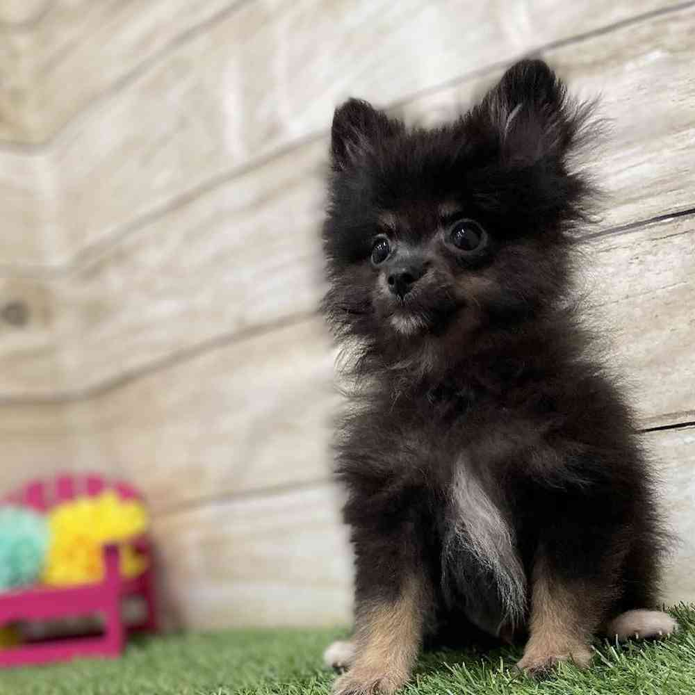 Male Pomeranian Puppy for Sale in Braintree, MA