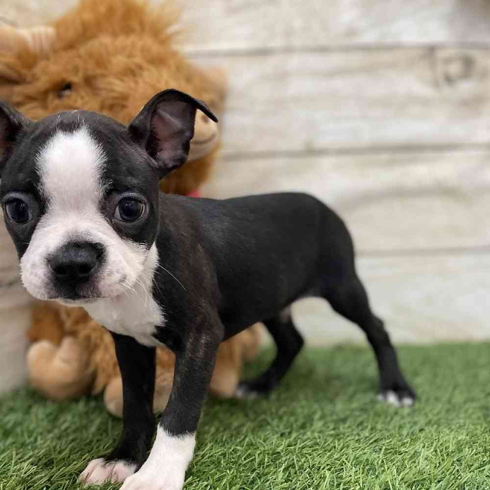 Male Boston Terrier Puppy for Sale in Braintree, MA