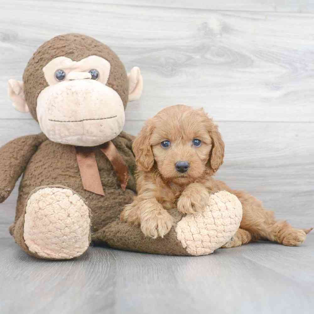 mini-goldendoodle-tara-4103173651325181.jpg