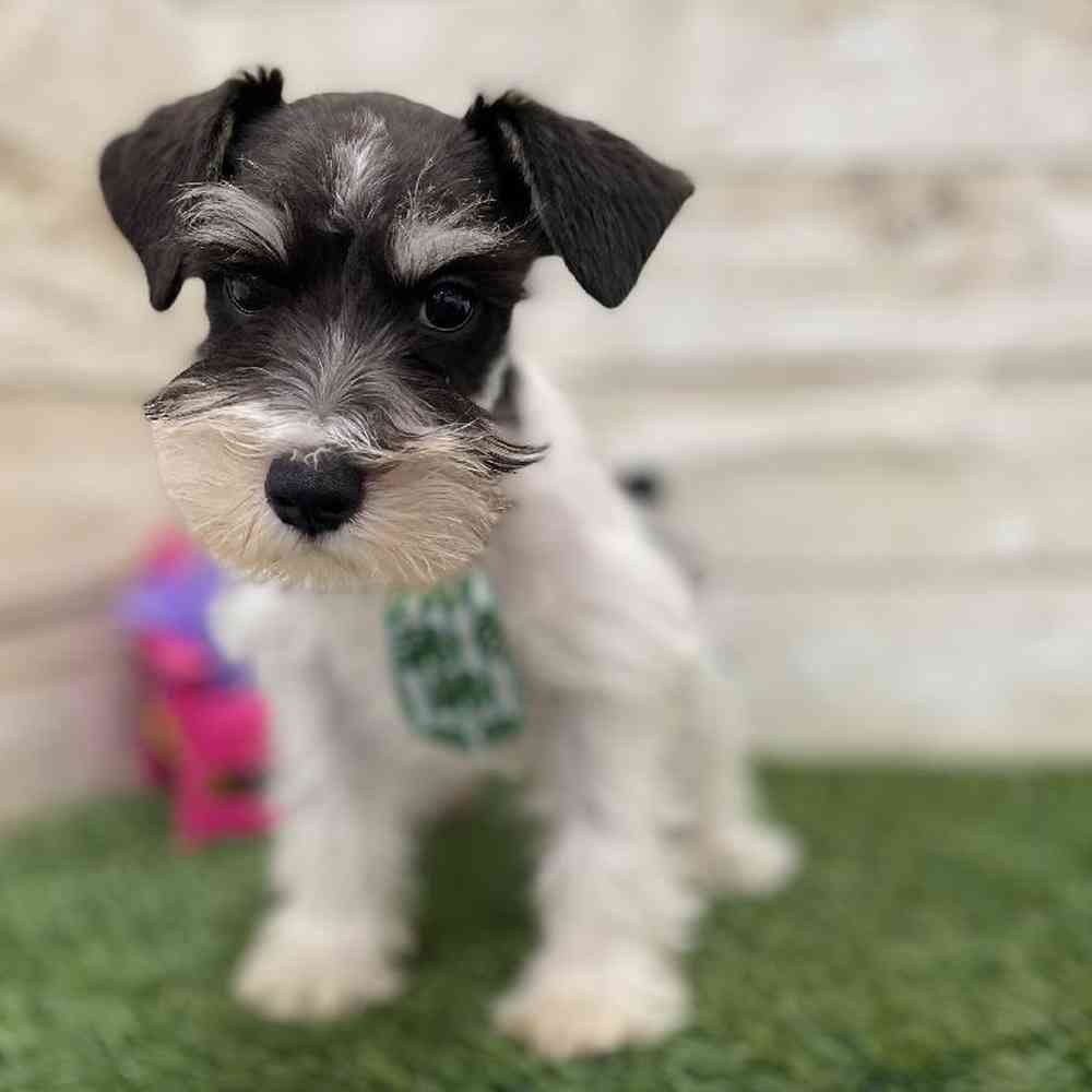 Male Miniature Schnauzer Puppy for Sale in Braintree, MA