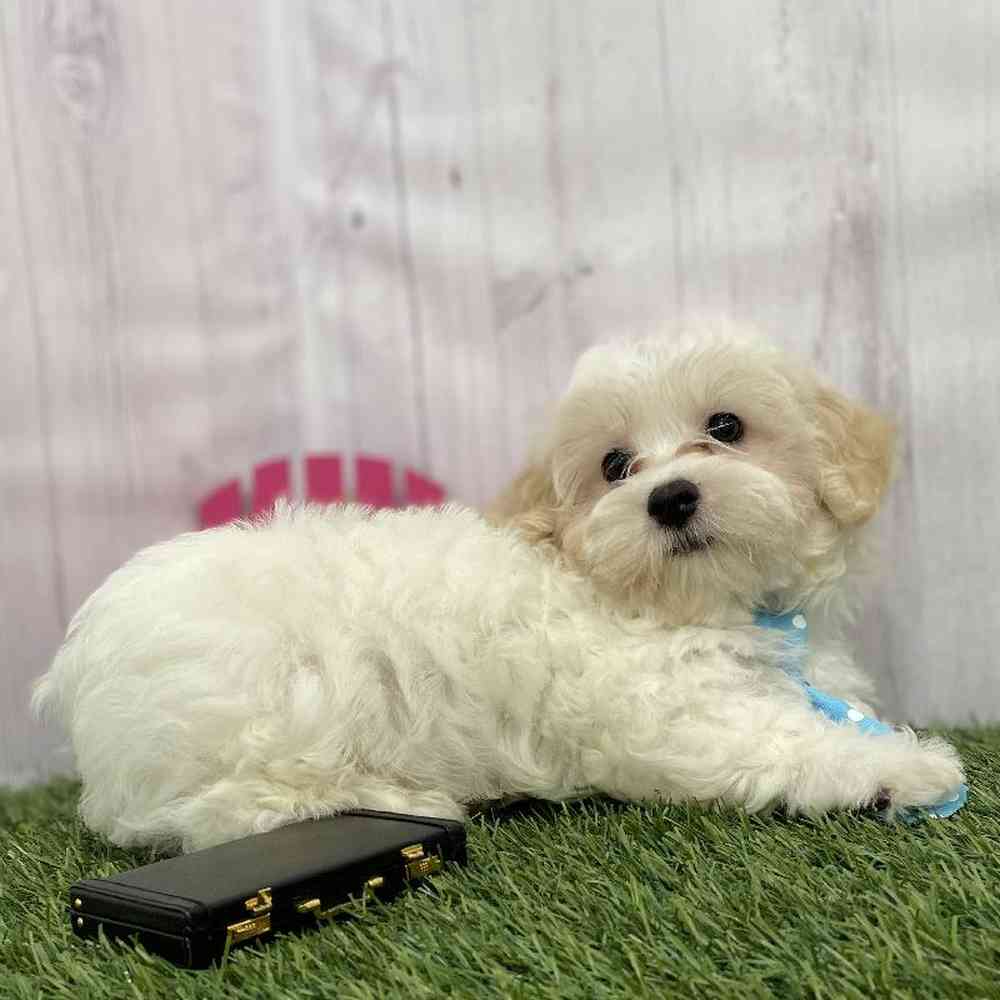 Male Malti-Poo Puppy for Sale in Braintree, MA