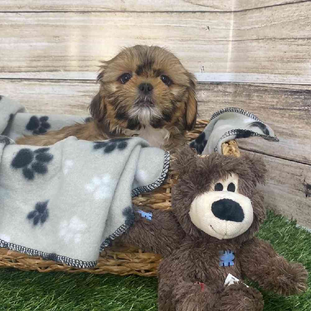 Female Shih-Apso Puppy for Sale in Saugus, MA