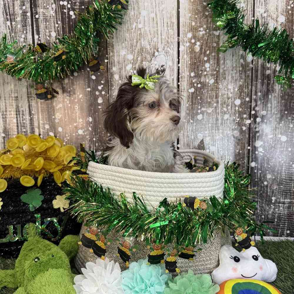 Female Havanese Puppy for Sale in Saugus, MA