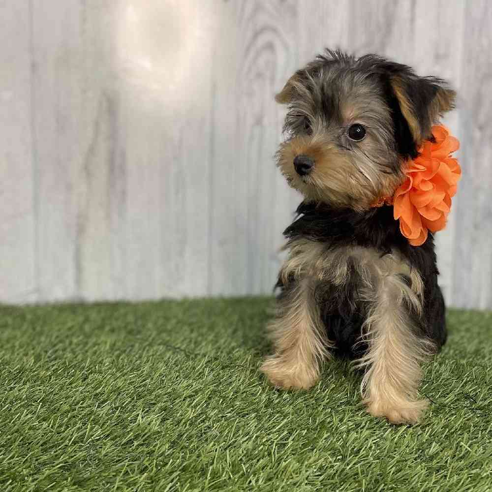 Female Yorkshire Terrier Puppy for sale