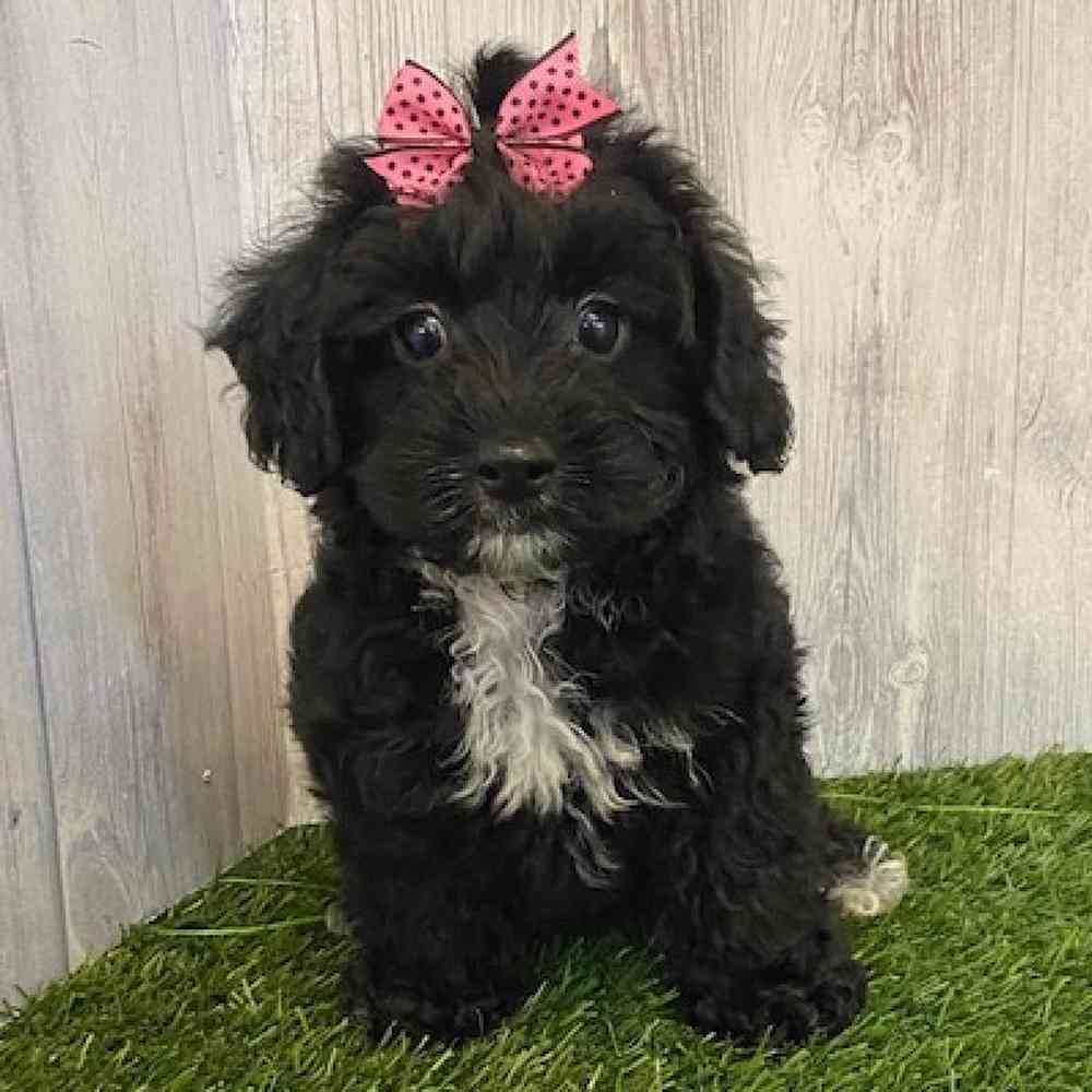 Female Yorkie-Poo Puppy for sale