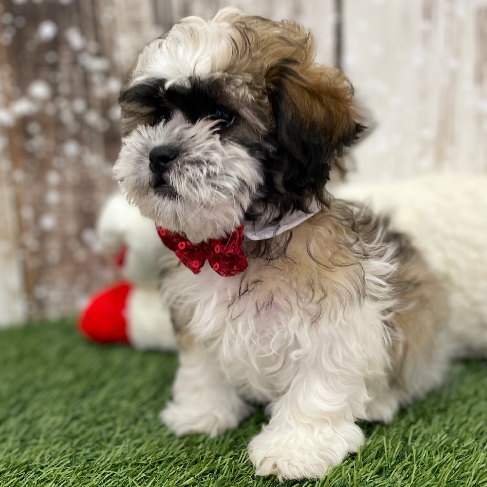 Male Teddy Bear (Zuchon) 2nd Gen Puppy for Sale in Braintree, MA