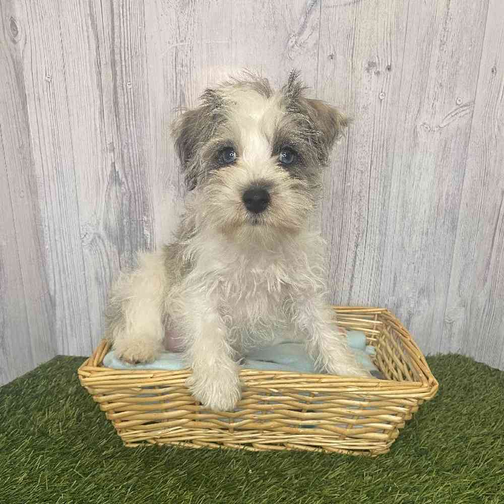 Female Miniature Schnauzer Puppy for Sale in Saugus, MA